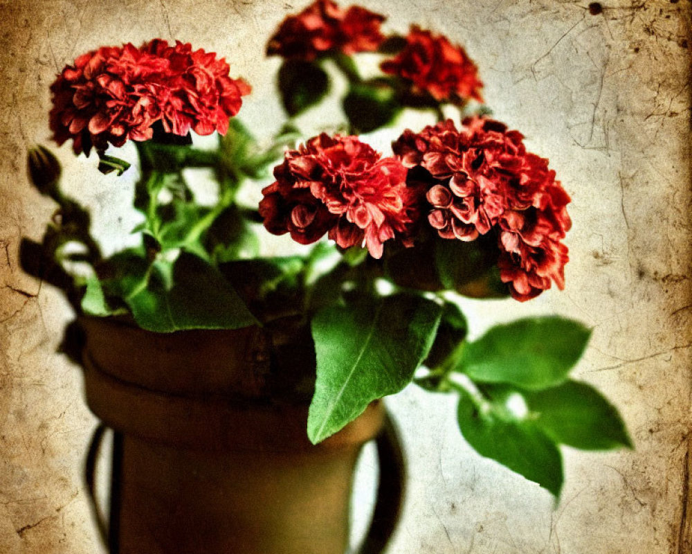 Vintage Rustic Pot with Red Geranium Flowers on Aged Background