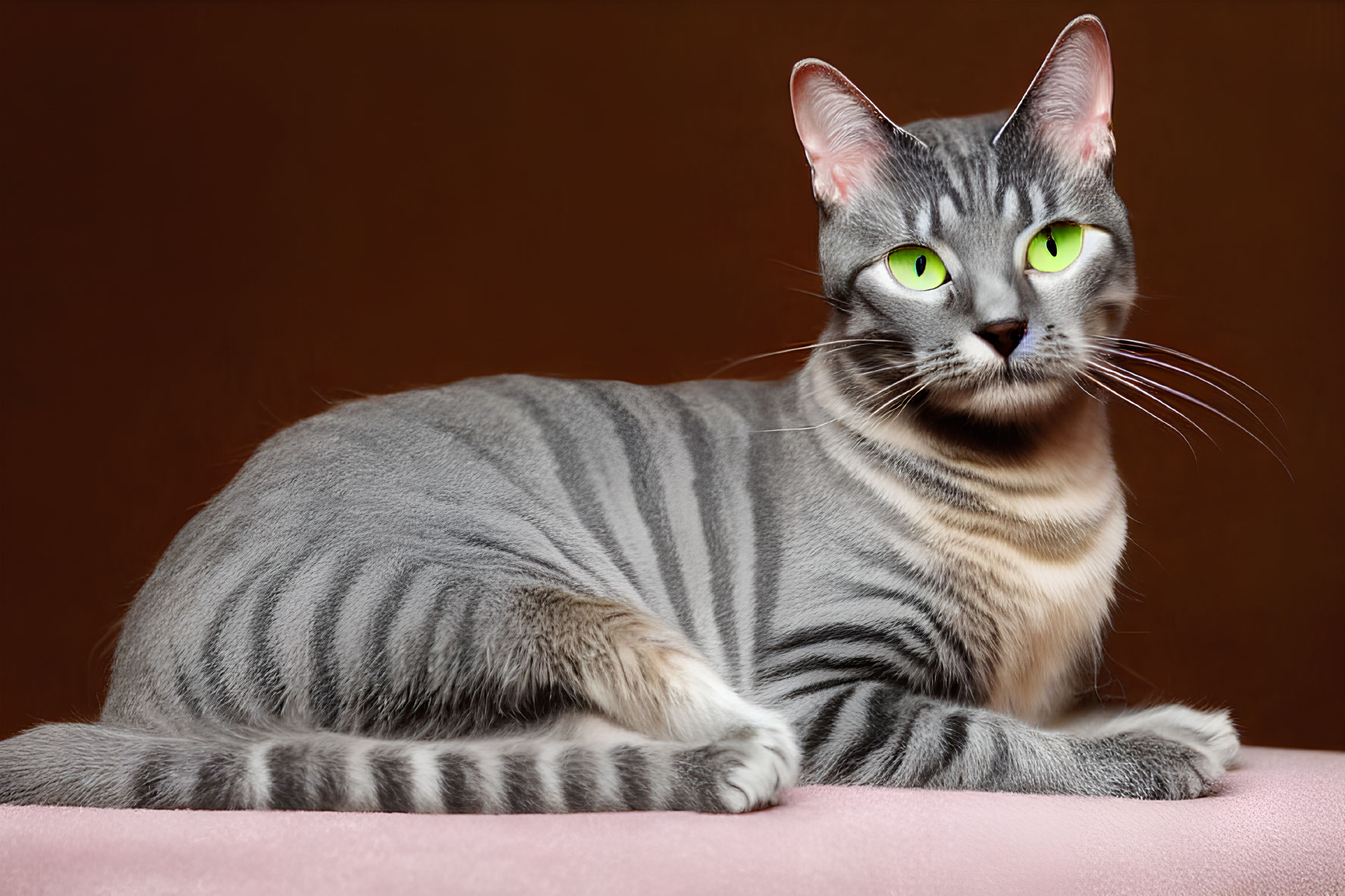 Gray Tabby Cat with Green Eyes Resting on Pink Surface Against Brown Background