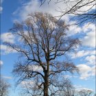 Majestic tree with pink and white blossoms under blue sky