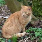 Orange and White Striped Cat with Green Eyes Among Foliage