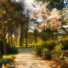 Cherry blossoms and lush greenery on a serene park path