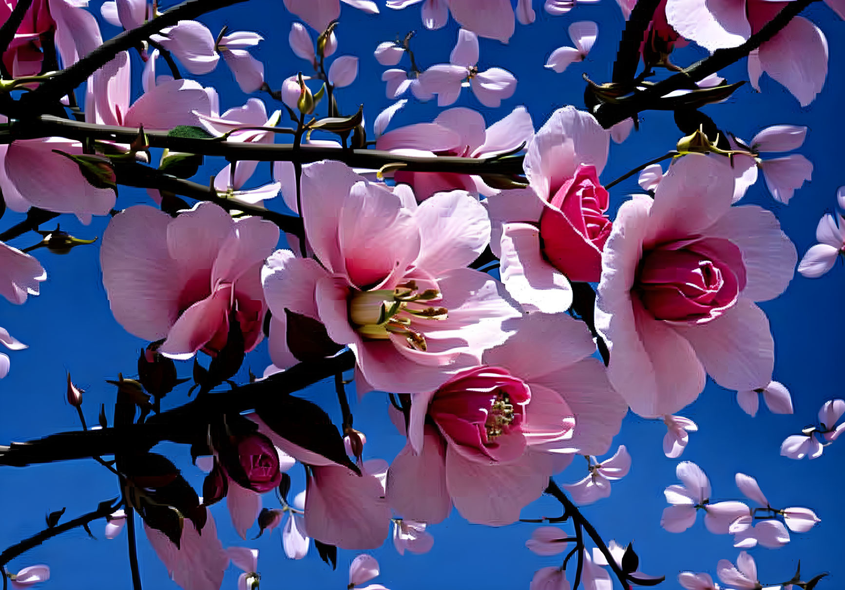 Vibrant pink cherry blossoms blooming under clear blue sky