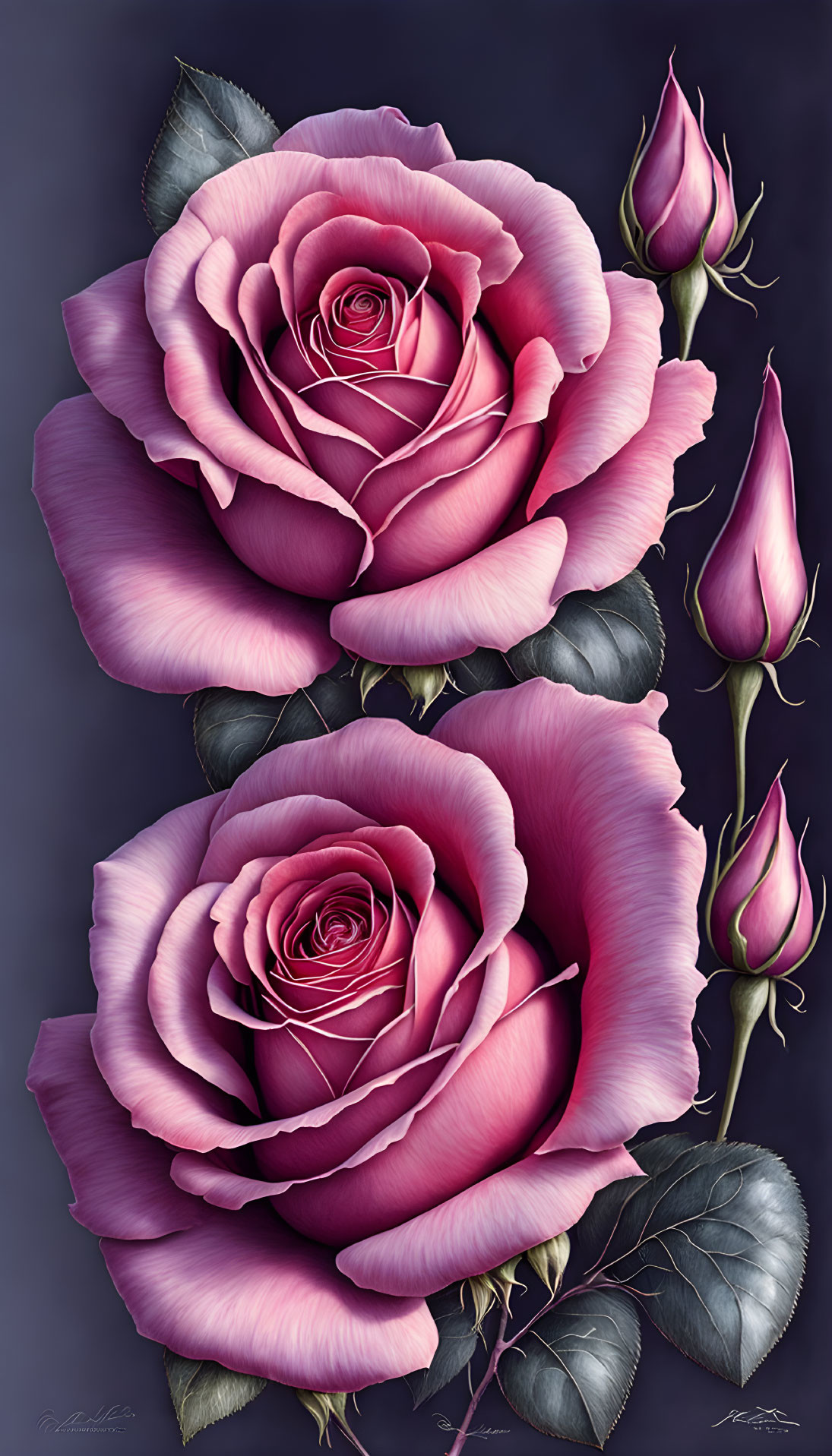 Large purple roses with intricate petals and rosebuds on dark backdrop