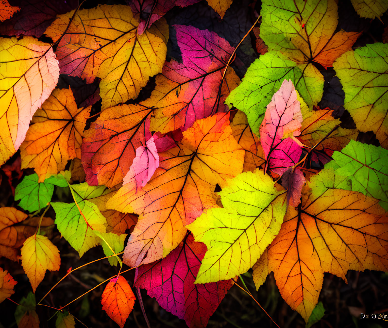 Colorful Autumn Leaves Spread on Ground in Red, Orange, Yellow & Green