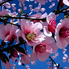 Illustration of woman's face with pink cherry blossoms on blue background