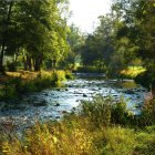 Tranquil fantasy forest with moss-covered trees, river, and ethereal light