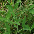 Lush Green Jungle Scene with Vibrant Vegetation