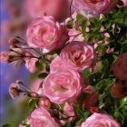 Pink Roses Bouquet with Lush Green Leaves in Various Bloom Stages