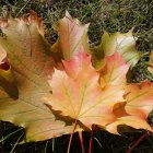 Colorful Autumn Leaves Spread on Ground in Red, Orange, Yellow & Green