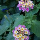 Colorful painting of pink and yellow blossoms in lush green foliage