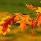 Colorful autumn leaves on green background with painterly textures