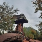 Fantasy forest illustration with towering trees, rock plateau, and birds