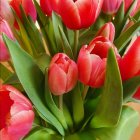 Vibrant Digital Painting of Red and Orange Tulip Bouquet