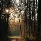 Tranquil forest path with tall trees, autumn leaves, sun rays, and lush moss