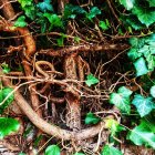 Detailed illustration of interwoven tree branches and green ivy leaves on dark background