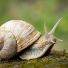 Detailed digital snail illustration with ornate shell on leaf