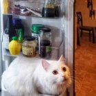 Illustration of two cats in fridge with fish and fruits