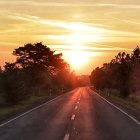 Surreal sunset landscape with stylized trees and warm sky