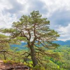 Majestic tree on rocky outcrop overlooking valley with dramatic cliffs under cloudy sky