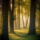 Enchanting forest scene with towering trees and sunlight piercing through fog