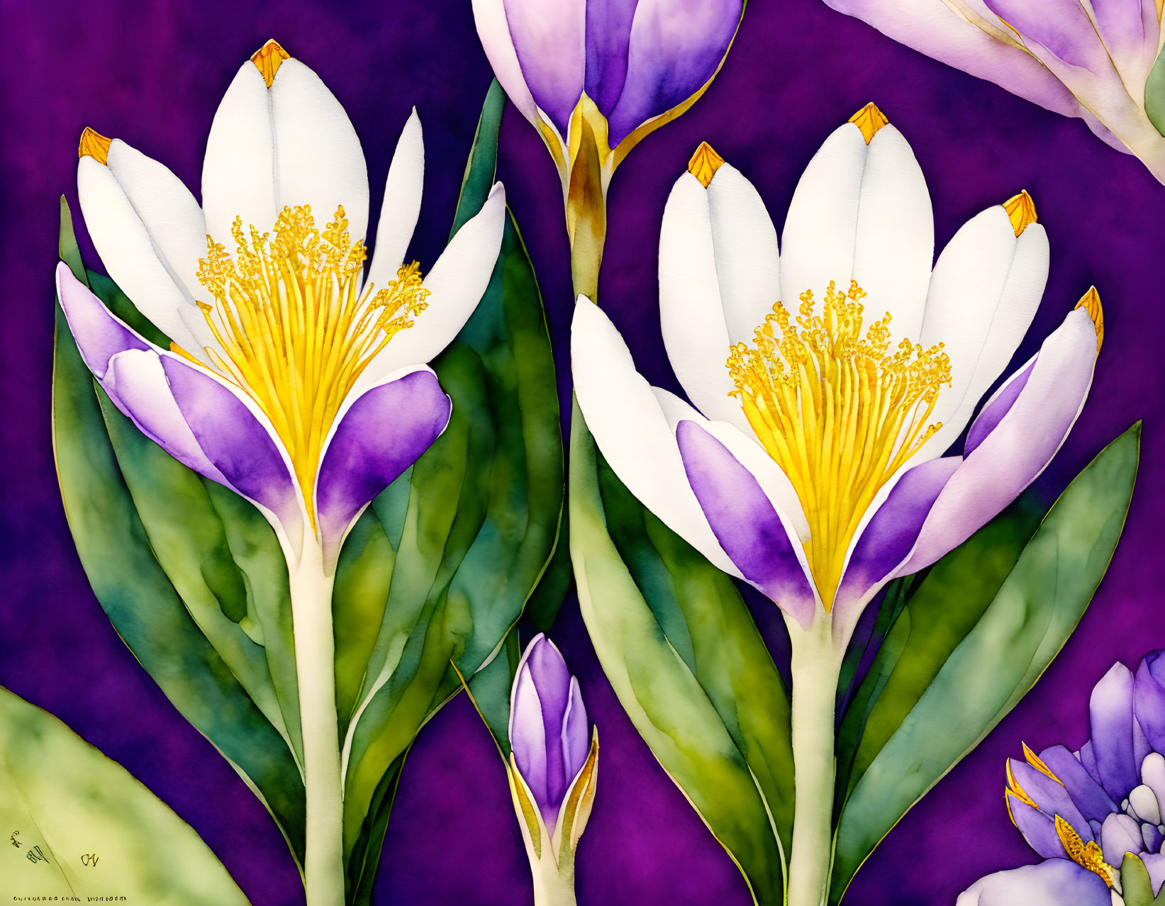 Detailed Watercolor Painting of White and Purple Crocus Flowers