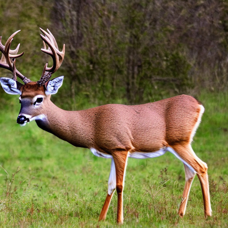 Prominent antlered white-tailed deer in grassy field