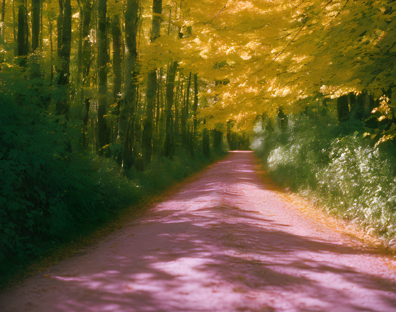 Tranquil Forest Trail with Autumn Leaves and Sunlight