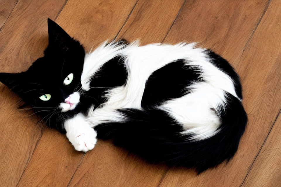 Black and white cat with green eyes on wooden floor.