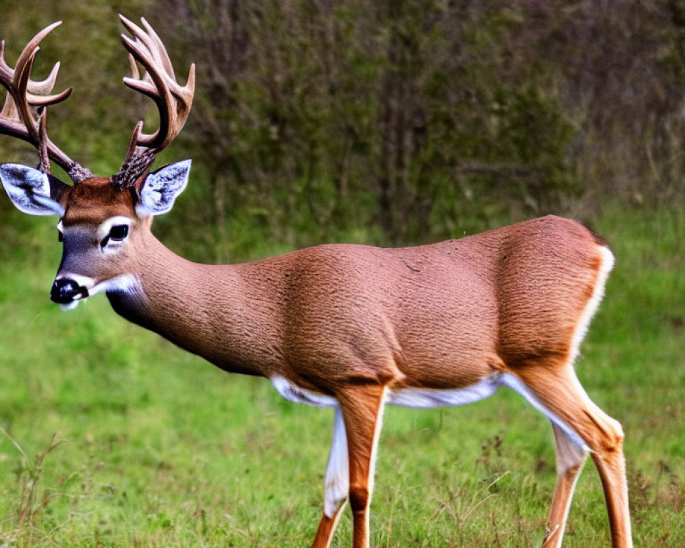 Prominent antlered white-tailed deer in grassy field