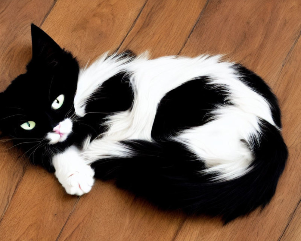 Black and white cat with green eyes on wooden floor.