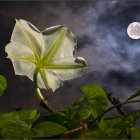 Luminous white flower in night sky with moon and stars