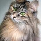 Striped Tabby Cat with Green Eyes on Colorful Background