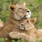 Serene lions amidst lush foliage and grass