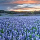 Colorful painting of purple flowers in field under blue sky with sunset and silhouetted buildings