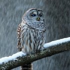 Great Grey Owl Perched on Snowy Branch in Wintry Forest