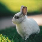 Fluffy White Cat with Yellow Eyes on Green Grass and Red Object