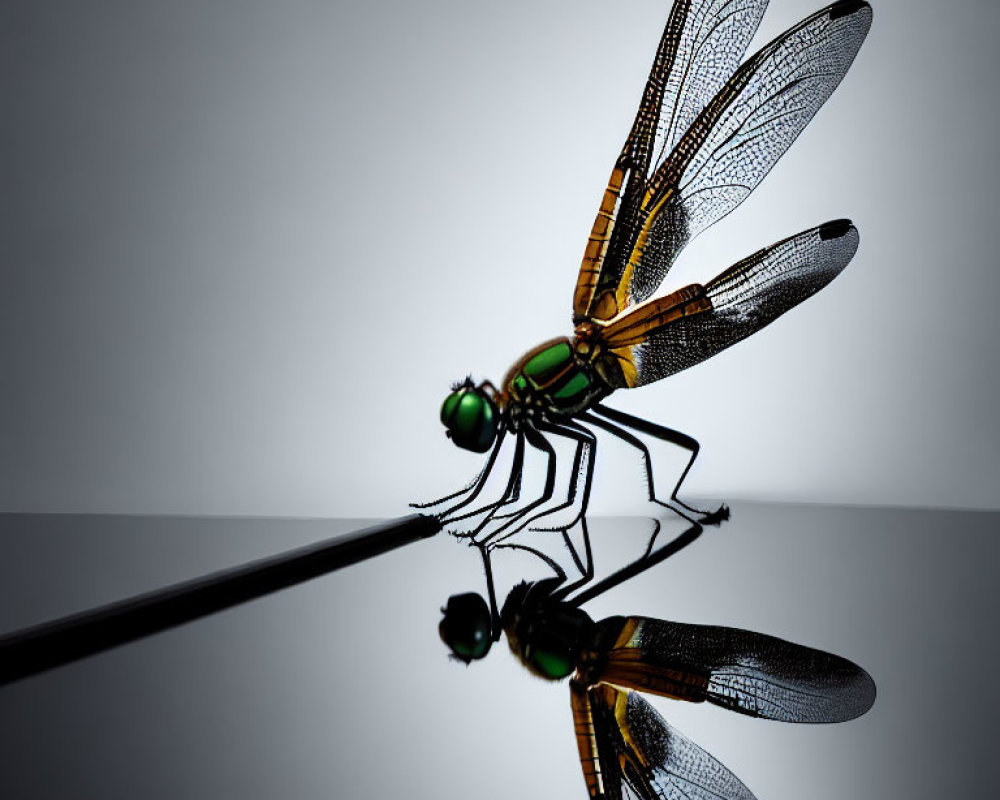 Translucent-winged Dragonfly on Reflective Surface