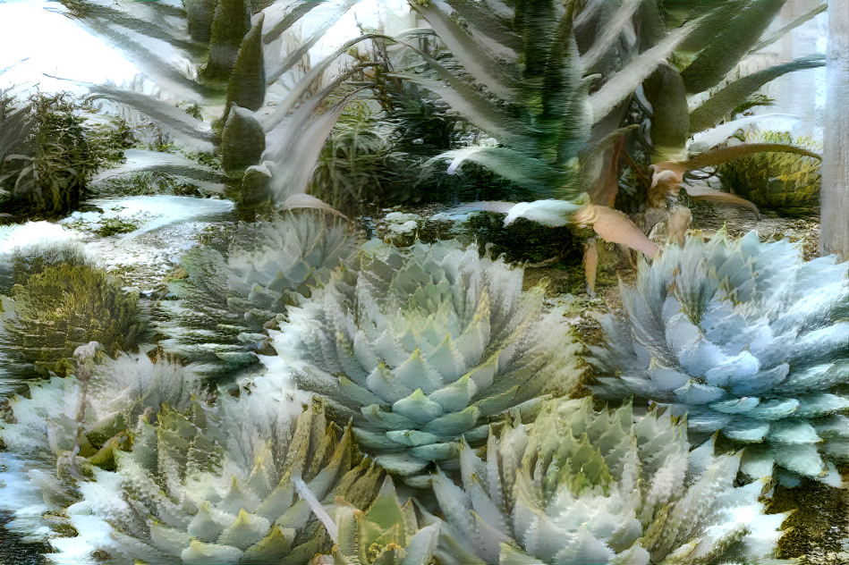 A Dusting In The Succulent Garden