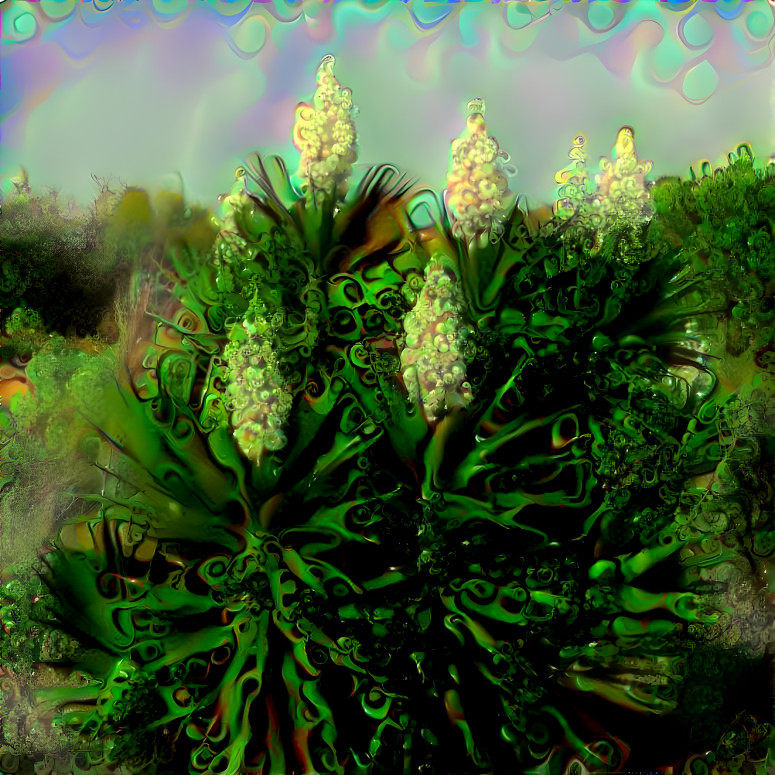 Yucca Patch