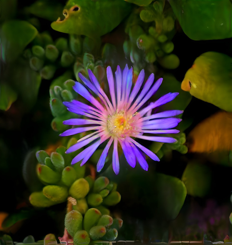 Purple Iceplant