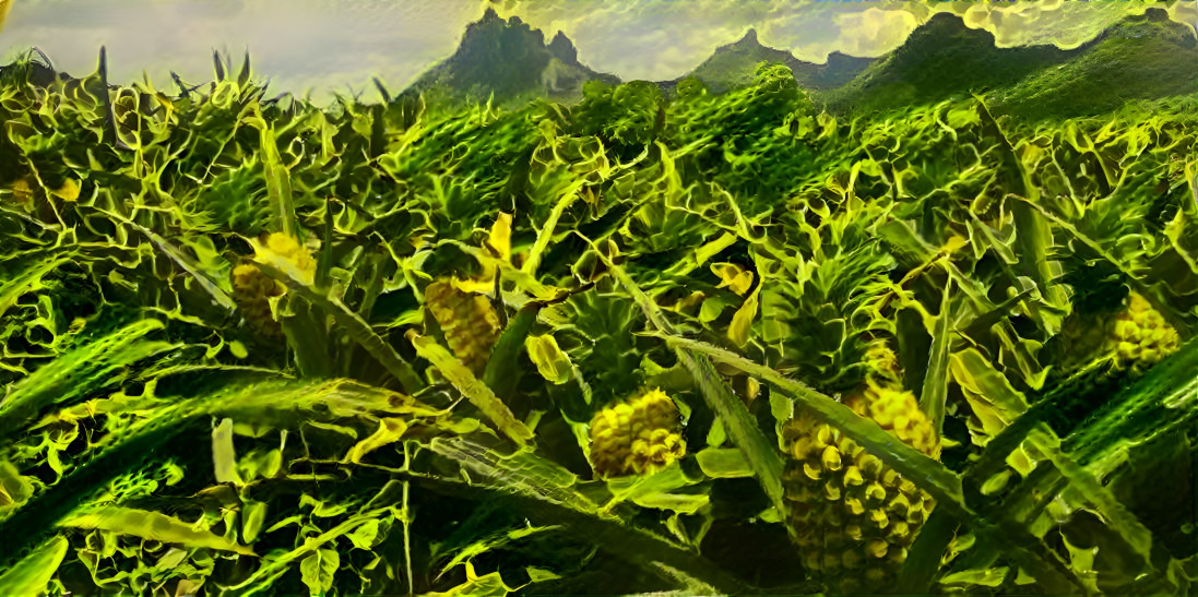 Pineapple Plantation