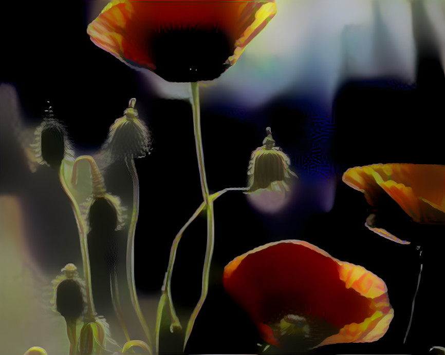 Dark Side Poppies