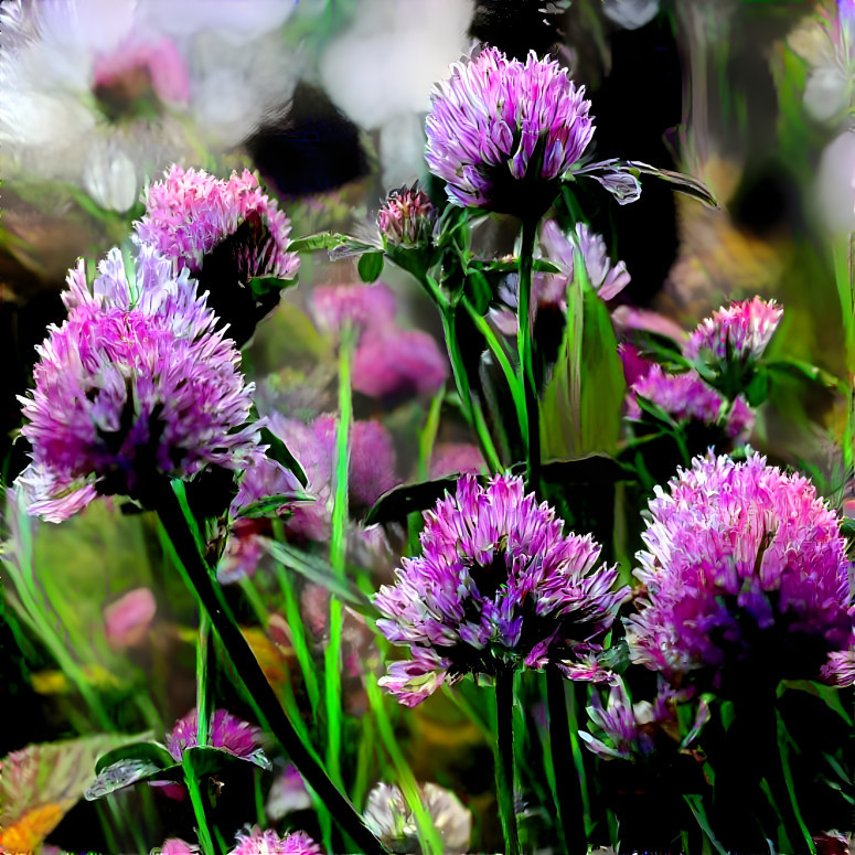 Purple Patch Clover