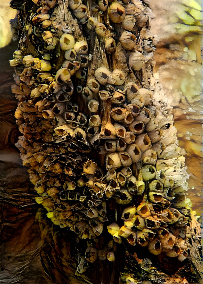 Barnacle Piling