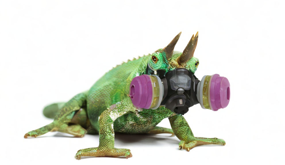 Chameleon in toy gas mask on white background