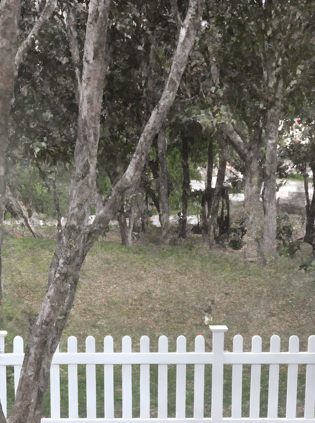 Tranquil outdoor scene with leafy trees and white picket fence