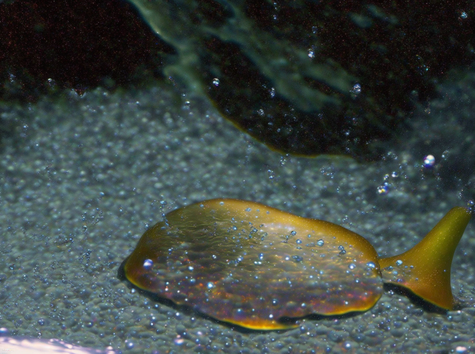 Amber-Colored Viscous Substance Spilled on Surface