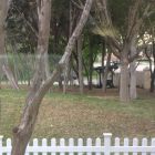 Tranquil outdoor scene with leafy trees and white picket fence