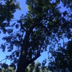 Digital image of dense foliage tree under starry twilight sky