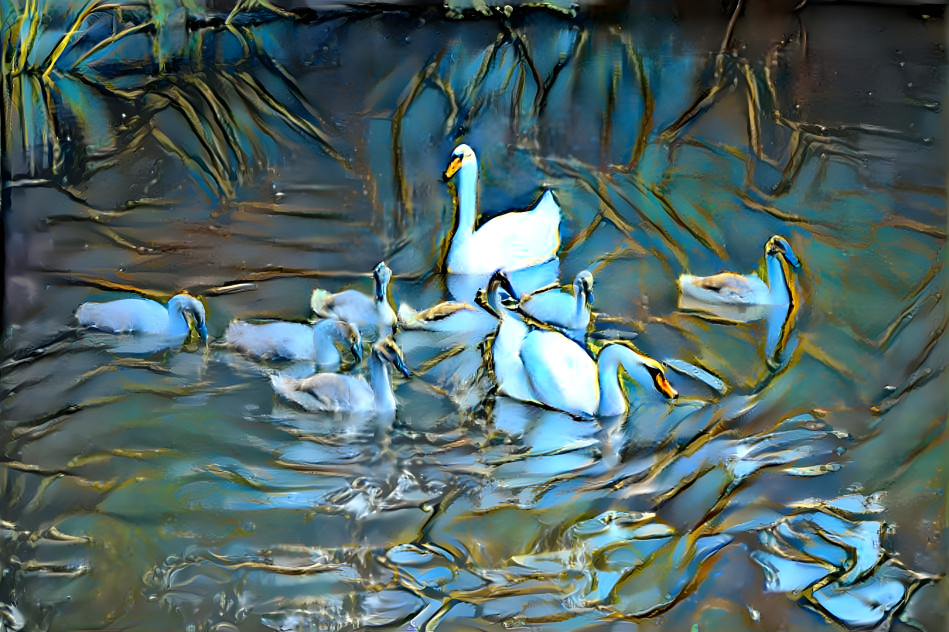 swans